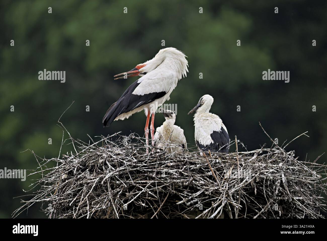 Cigogne blanche (Ciconia ciconia), s'accouplant avec deux poussins debout sur eyrie, Canton Argovie, Suisse, Europe Banque D'Images