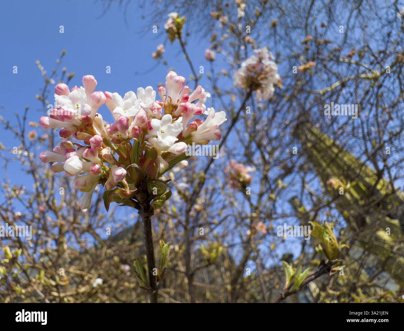 Boule de neige parfumée (Viburnum farreri) Banque D'Images