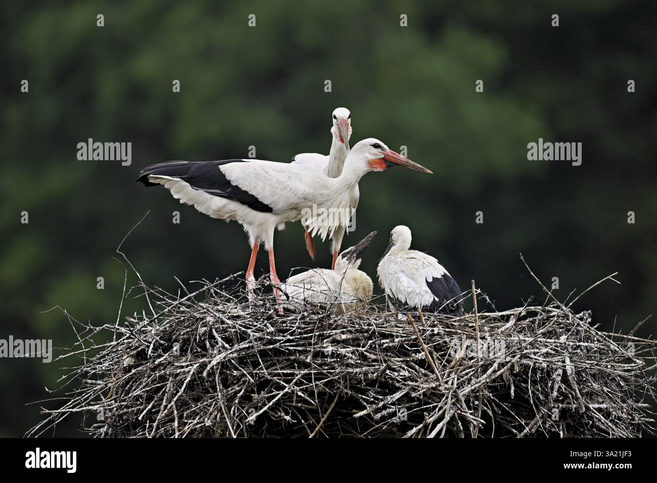 Cigogne blanche (Ciconia ciconia), couple s'accouplant avec deux poussins debout sur eyrie, Canton Argovie, Suisse, Europe Banque D'Images
