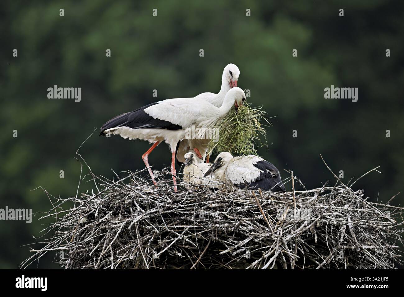 Cigogne blanche (Ciconia ciconia), paire avec matériel de nidification dans le bec avec deux poussins debout sur eyrie, Canton Argovie, Suisse, Europe Banque D'Images