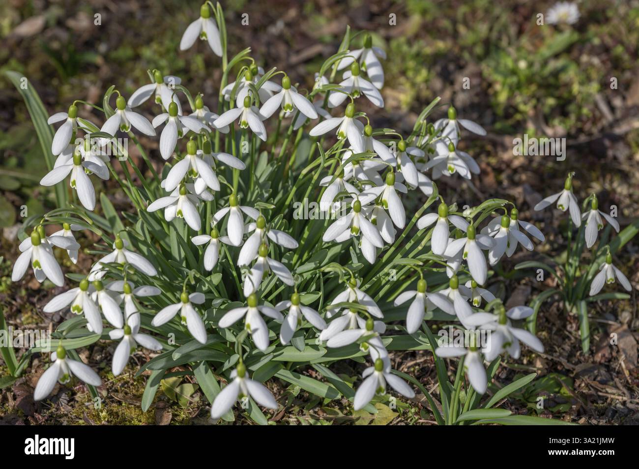 Gouttes de neige en fleurs (Galanthus), Bavière, Allemagne, Europe Banque D'Images