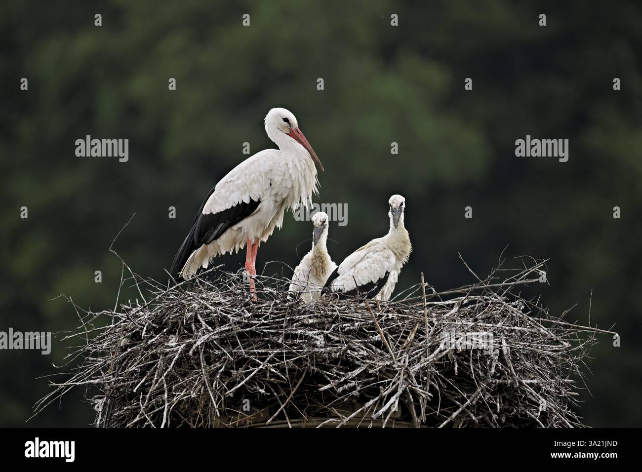 Cigogne blanche (Ciconia ciconia), adulte avec deux poussins debout sur eyrie, Canton Argovie, Suisse, Europe Banque D'Images