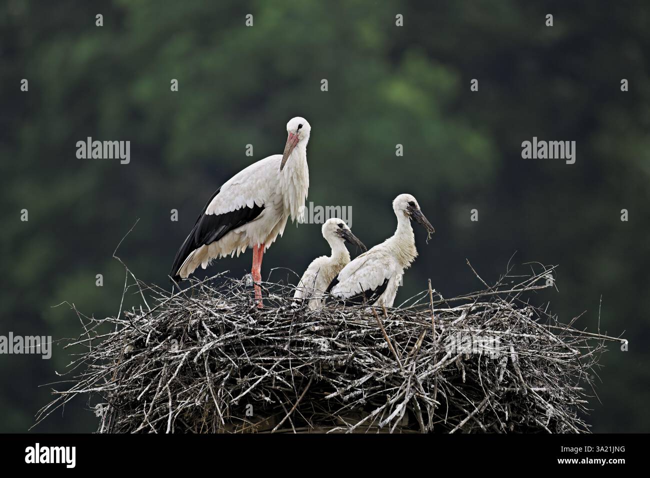 Cigogne blanche (Ciconia ciconia), adulte avec deux poussins debout sur eyrie, Canton Argovie, Suisse, Europe Banque D'Images