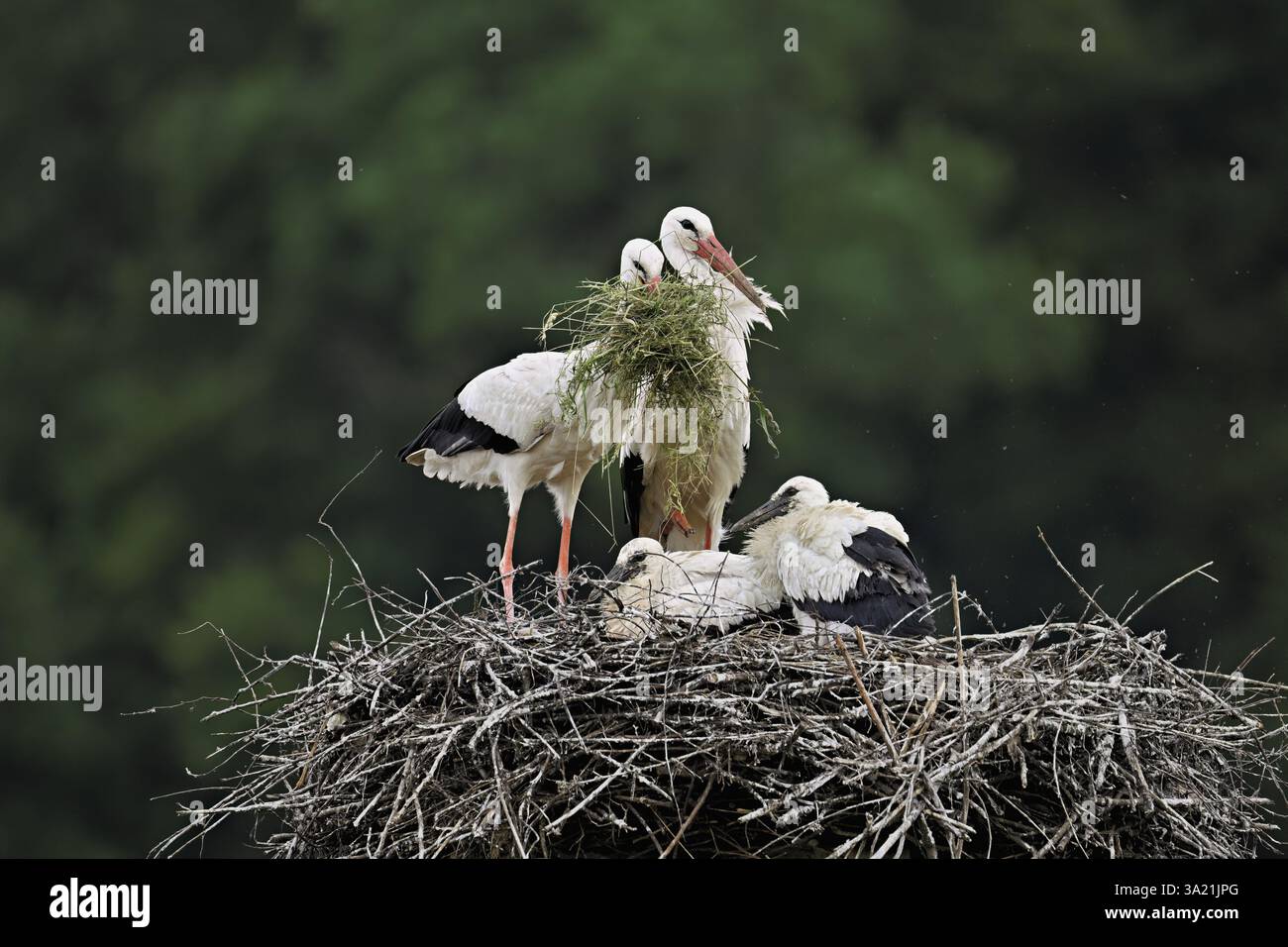 Cigogne blanche (Ciconia ciconia), paire avec matériel de nidification dans le bec avec deux poussins debout sur eyrie, Canton Argovie, Suisse, Europe Banque D'Images