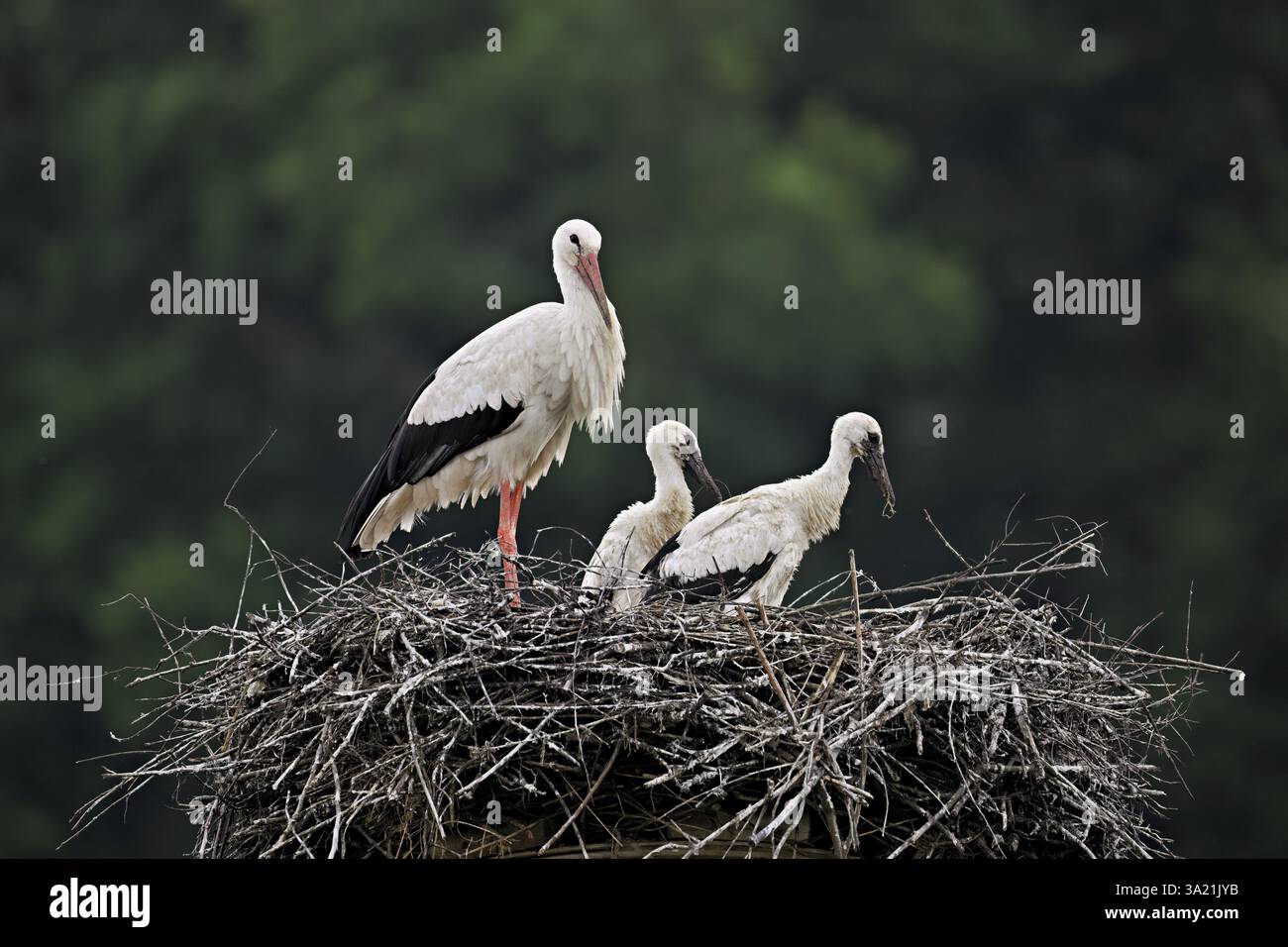 Cigogne blanche (Ciconia ciconia), adulte avec deux poussins debout sur eyrie, Canton Argovie, Suisse, Europe Banque D'Images