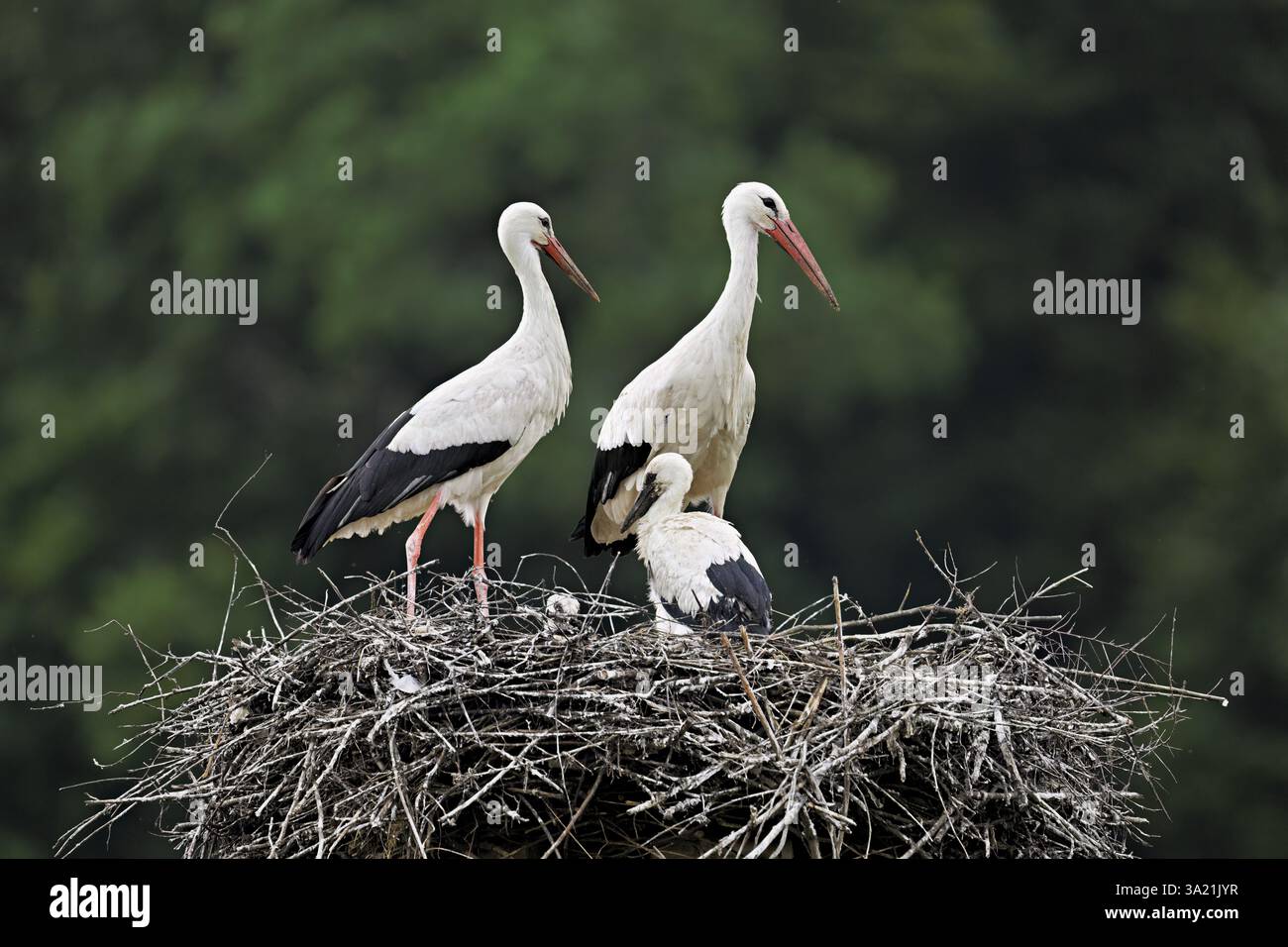 Cigogne blanche (Ciconia ciconia), paire avec deux poussins debout sur eyrie, Canton Argovie, Suisse, Europe Banque D'Images