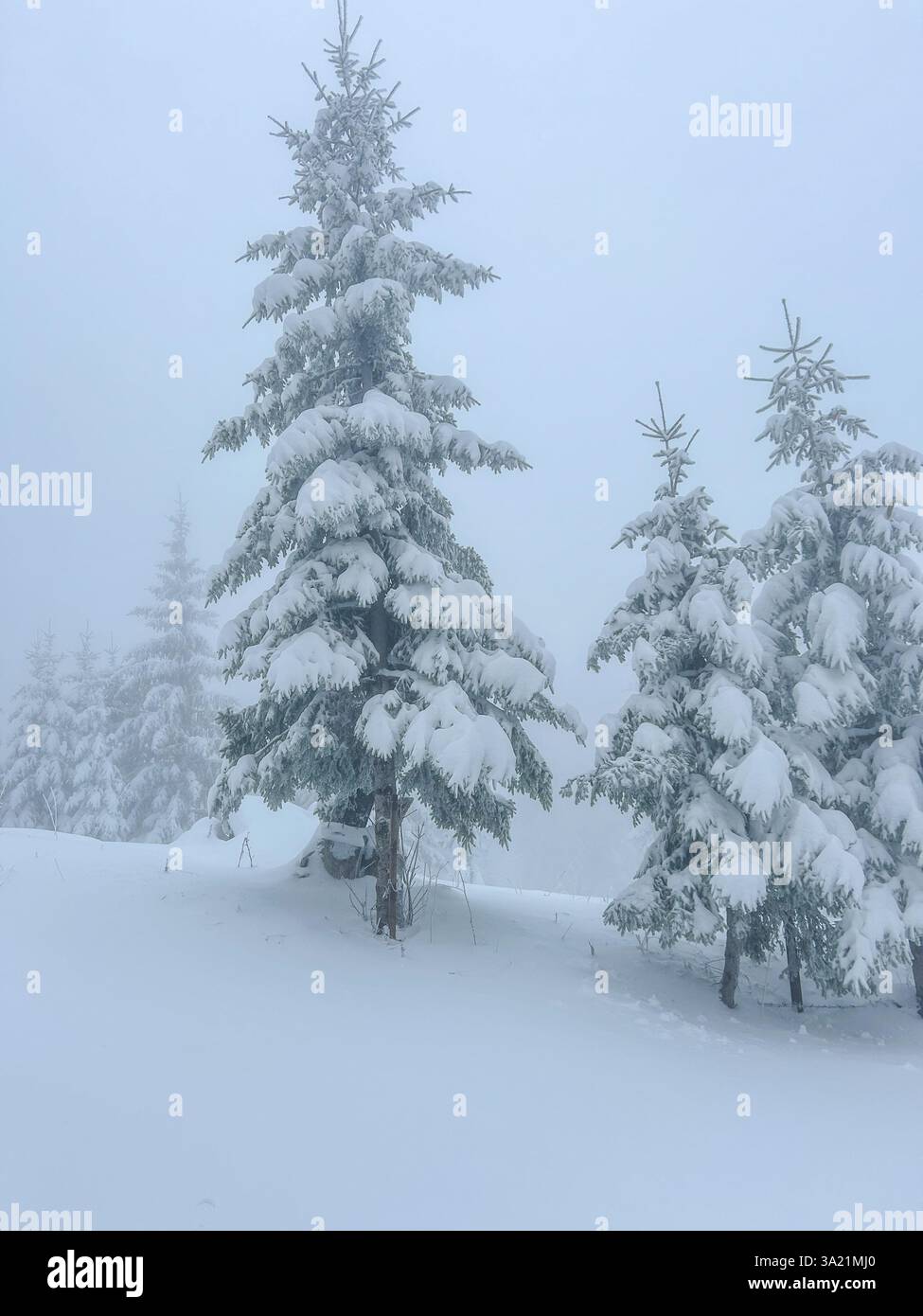 La neige fraîche repose sur les branches de pin, tandis que la brume se tisse à travers les arbres, créant une atmosphère hivernale sereine et enchanteresse. - Image de stock capturée avec un smartphone