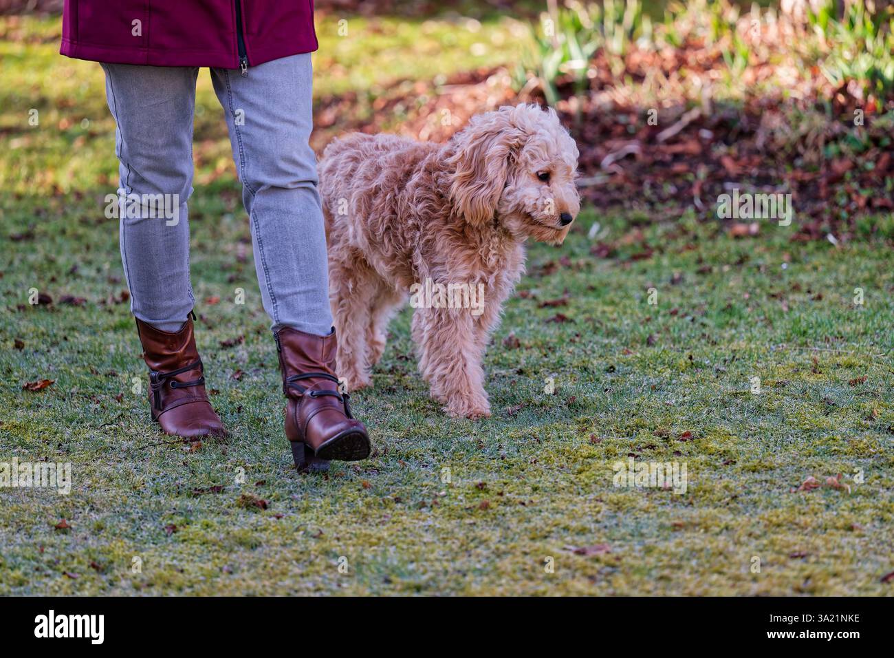 Hund und Mensch. Der Cockapoo Welpe bekommt sein Leckerchen. Siegsdorf Bayern Deutschland *** chien et homme le chiot Cockapoo reçoit son régal Siegsdorf Bavière Allemagne Copyright : xRolfxPossx Banque D'Images