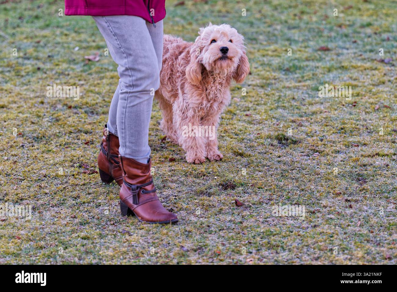Hund und Mensch. Der Cockapoo Welpe bekommt sein Leckerchen. Siegsdorf Bayern Deutschland *** chien et homme le chiot Cockapoo reçoit son régal Siegsdorf Bavière Allemagne Copyright : xRolfxPossx Banque D'Images