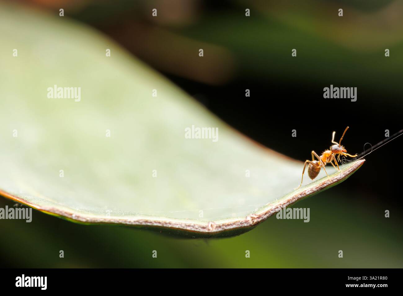 Vue macro d'une fourmi à la pointe d'une feuille, dans un jardin Banque D'Images