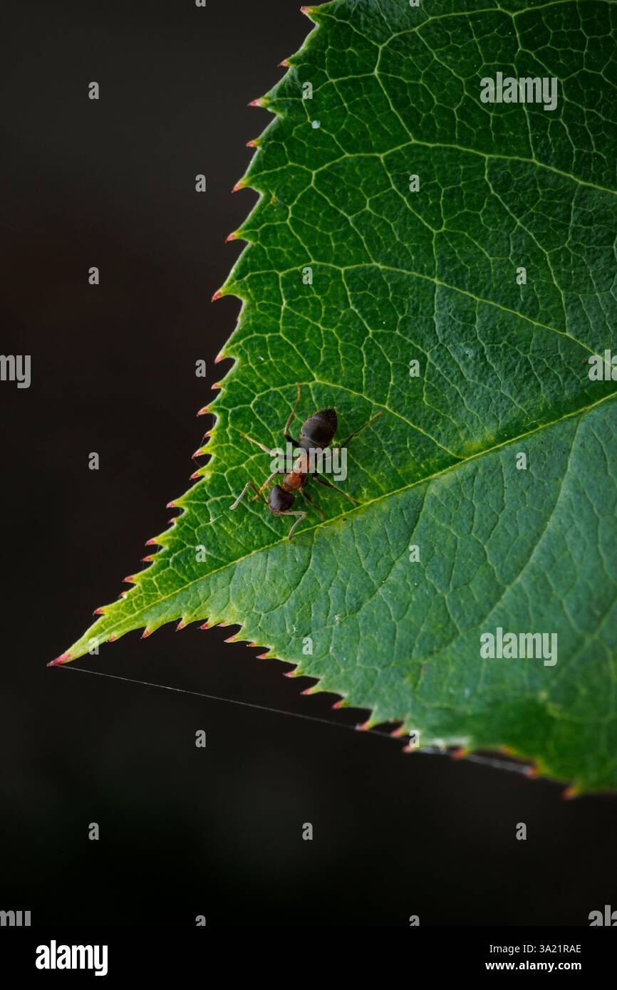 Vue macro d'une fourmi sur une feuille de rose Banque D'Images