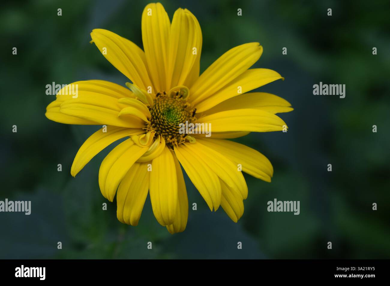 Gros plan d'une fleur d'Heliopsis jaune vif avec des centres bruns, entourée d'un feuillage vert luxuriant. La fleur est en pleine floraison, mettant en valeur son vibra Banque D'Images