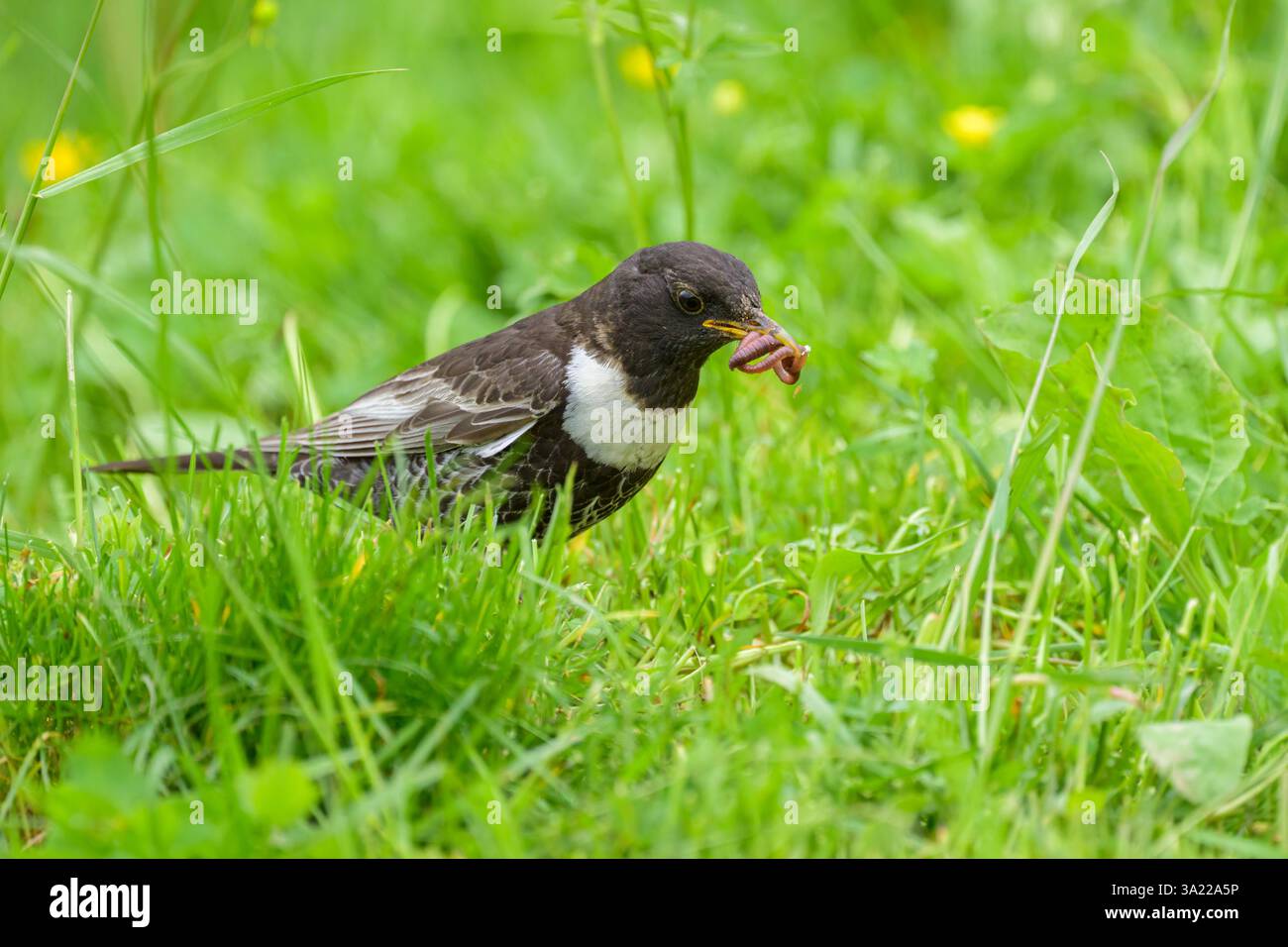 Un anneau Ouzel debout dans un pré, nourriture à la facture, journée ensoleillée en été dans les Alpes autrichiennes Banque D'Images