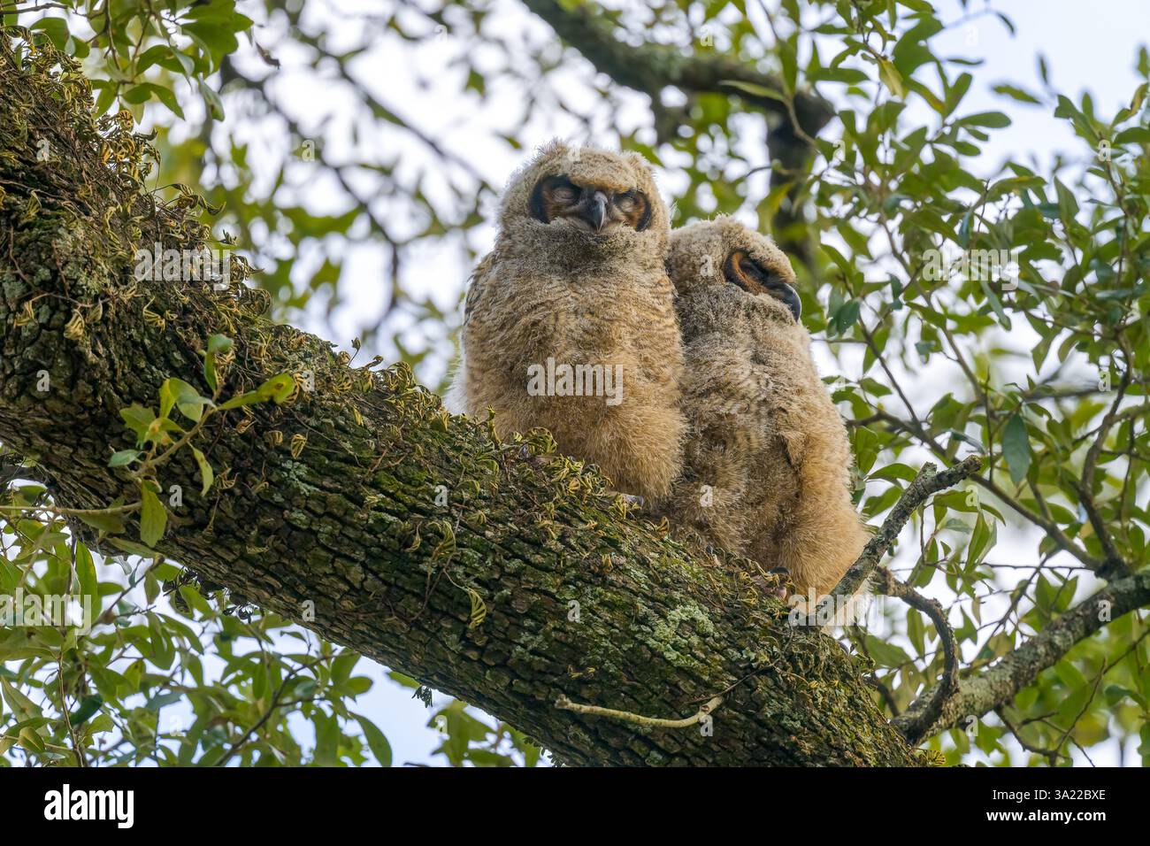 Paire de jeunes grands hiboux à cornes qui se sont égarés du nid et sont debout sur une branche d'arbre à Audubon Park, LA Nouvelle-Orléans, LA, États-Unis Banque D'Images