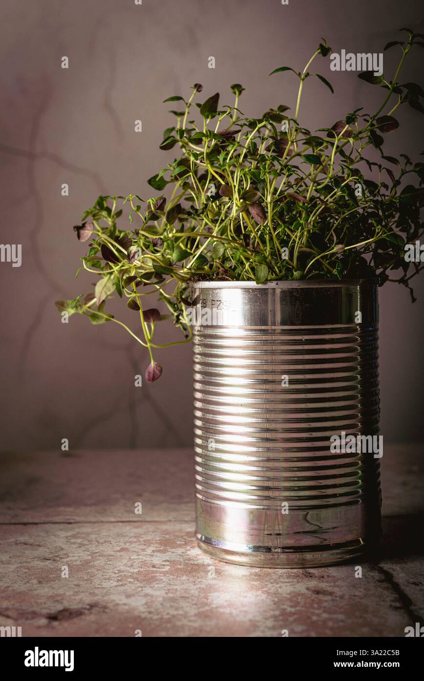 Une humble boîte de conserve, réutilisée comme une jardinière, déborde de thym parfumé, ses délicats brins verts allant vers l'extérieur : Phillip Roberts Banque D'Images