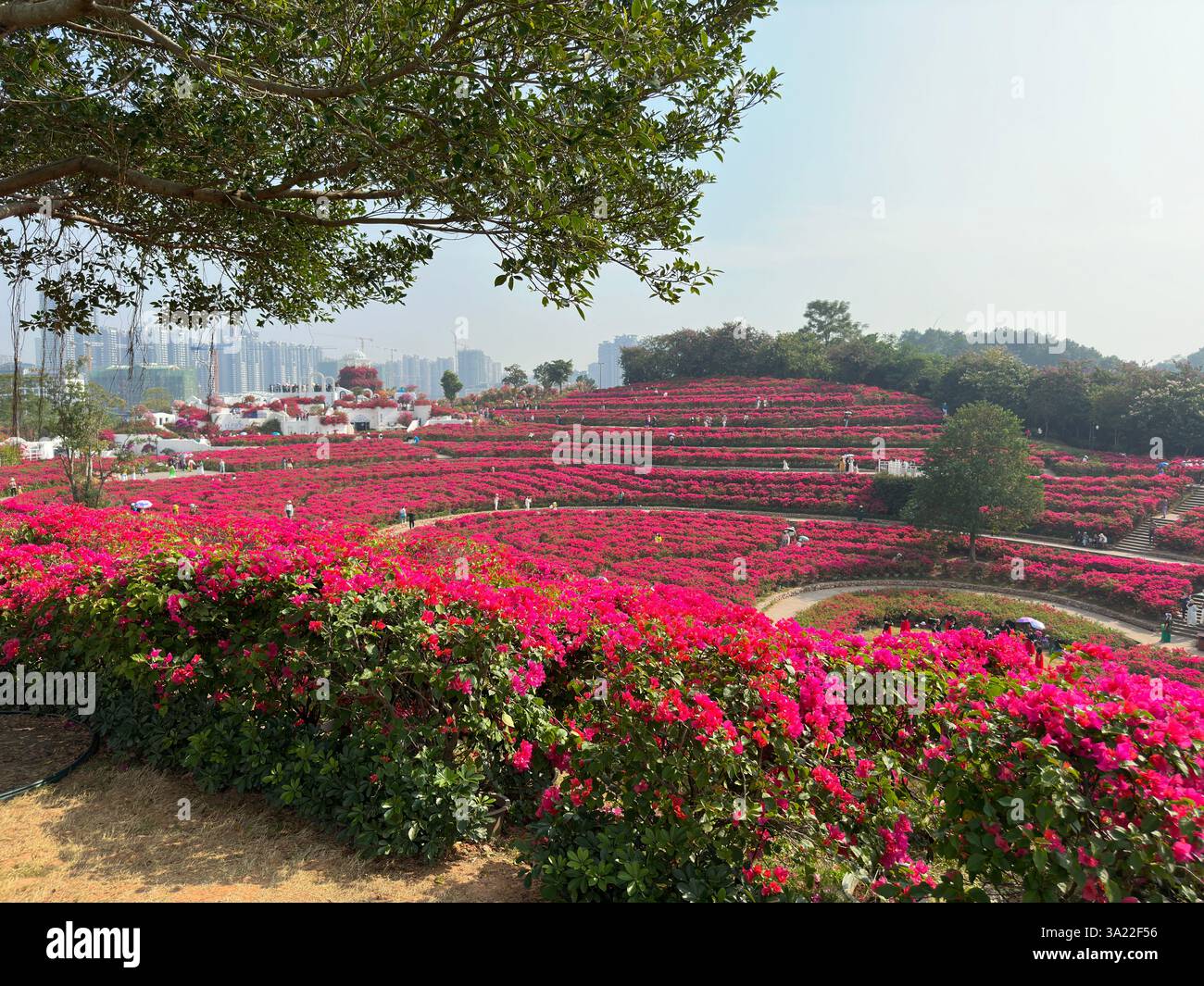 Vue panoramique sur une colline couverte de fleurs roses vibrantes en pleine floraison sous un ciel bleu. - Image de stock capturée avec un smartphone