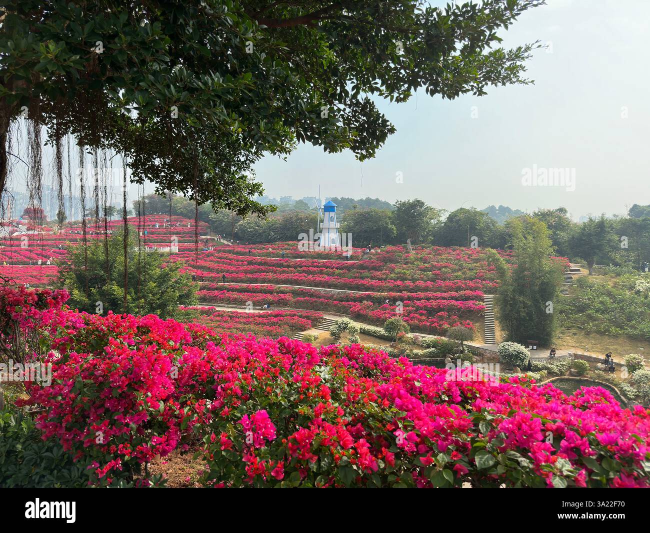 Vue panoramique sur une colline couverte de fleurs roses vibrantes en pleine floraison sous un ciel bleu. - Image de stock capturée avec un smartphone