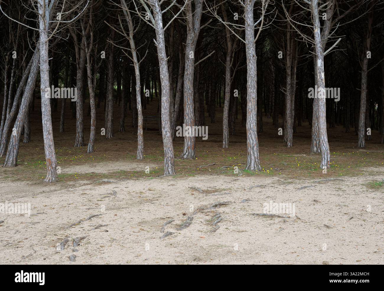 bordure de bois de pins maritimes Banque D'Images