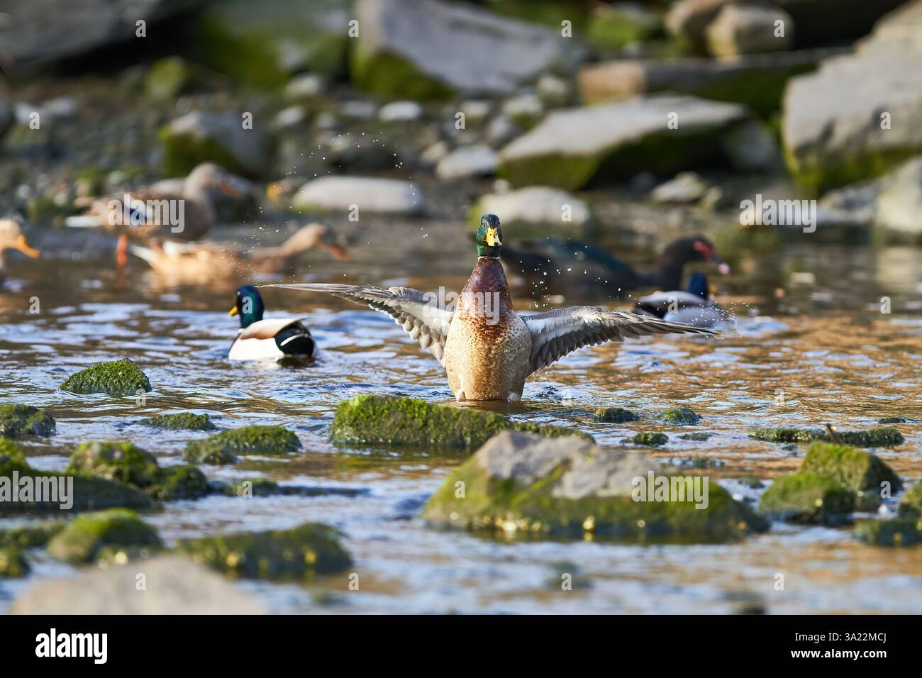 canard colvert battant des ailes dans l'eau Banque D'Images