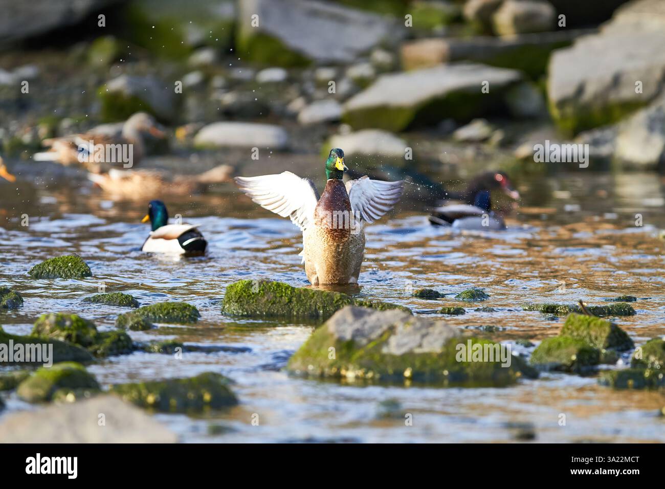 canard colvert battant des ailes dans l'eau Banque D'Images