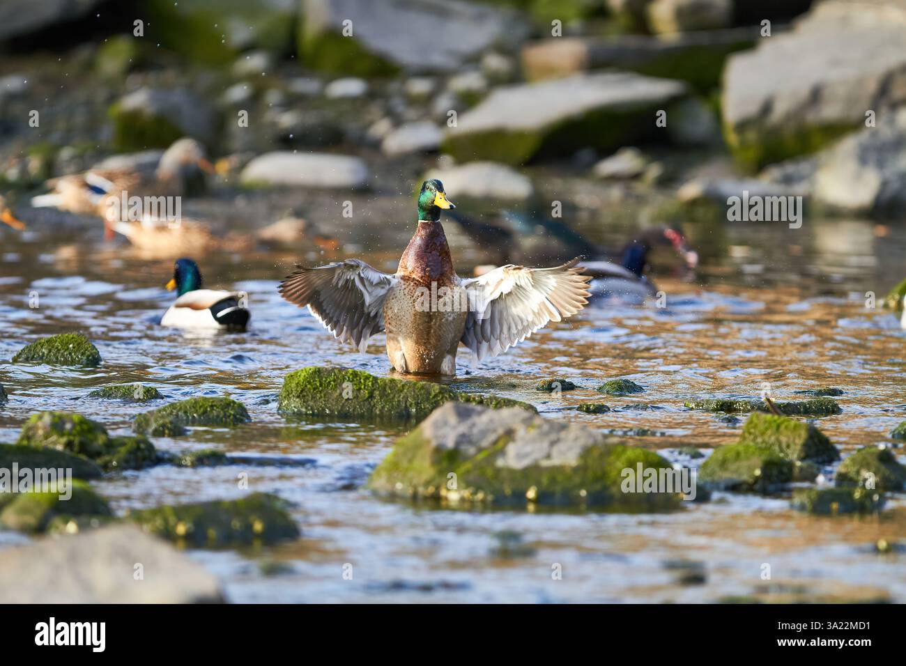 canard colvert battant des ailes dans l'eau Banque D'Images