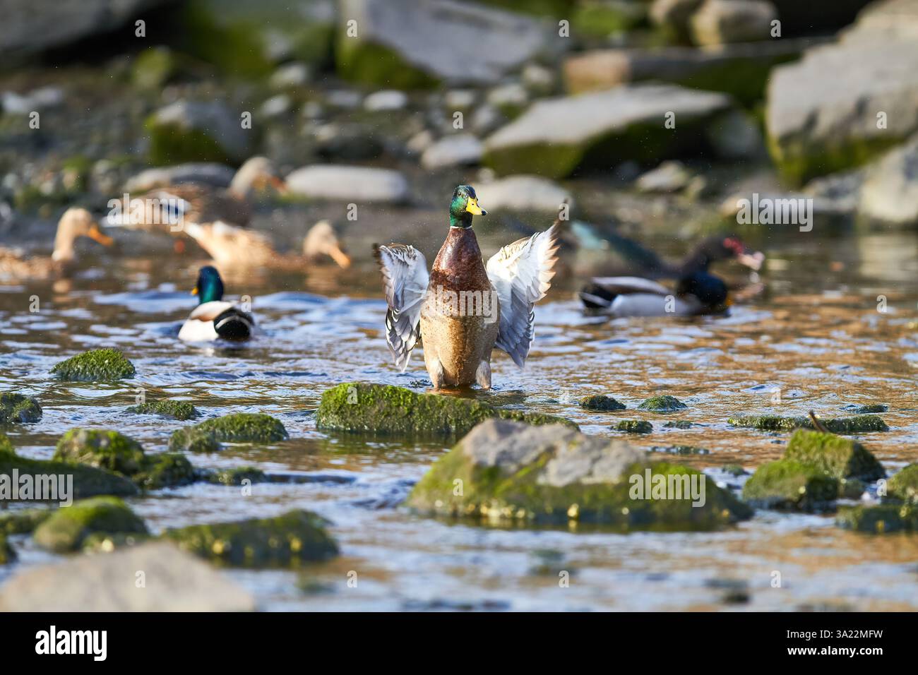 canard colvert battant des ailes dans l'eau Banque D'Images