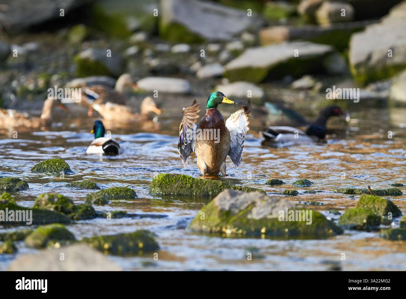 canard colvert battant des ailes dans l'eau Banque D'Images