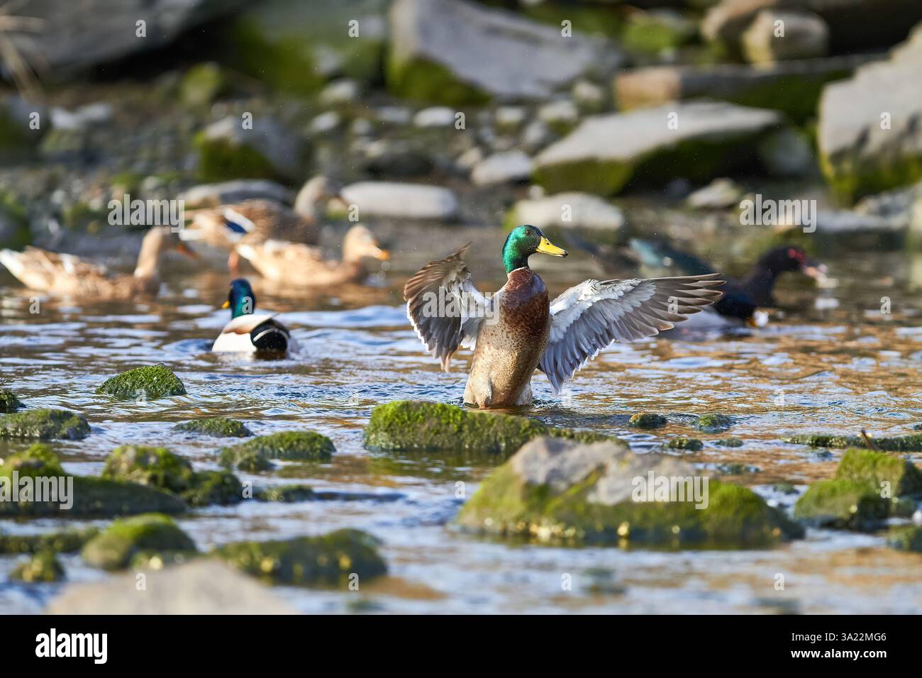 canard colvert battant des ailes dans l'eau Banque D'Images