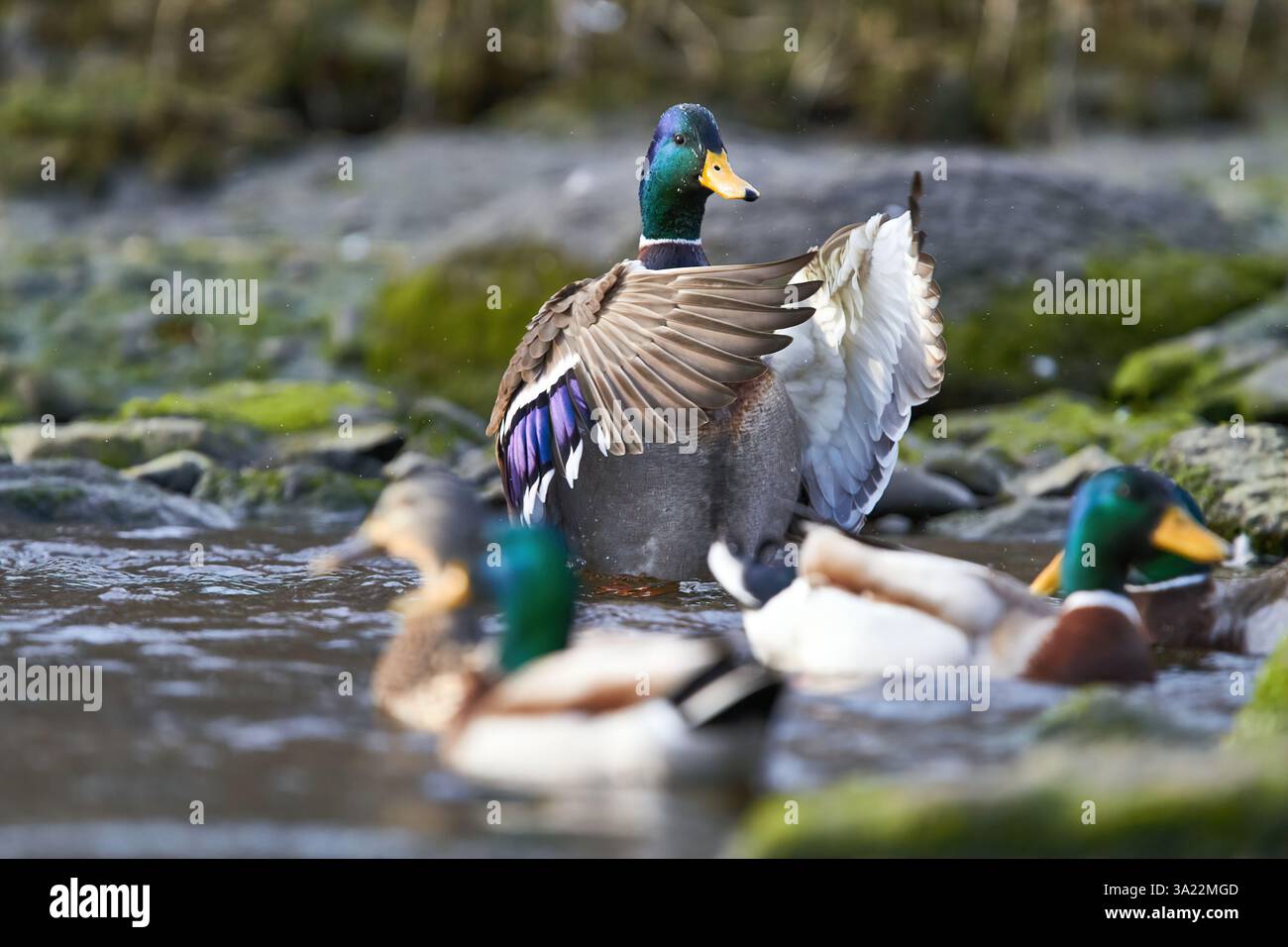 canard colvert battant des ailes dans l'eau Banque D'Images