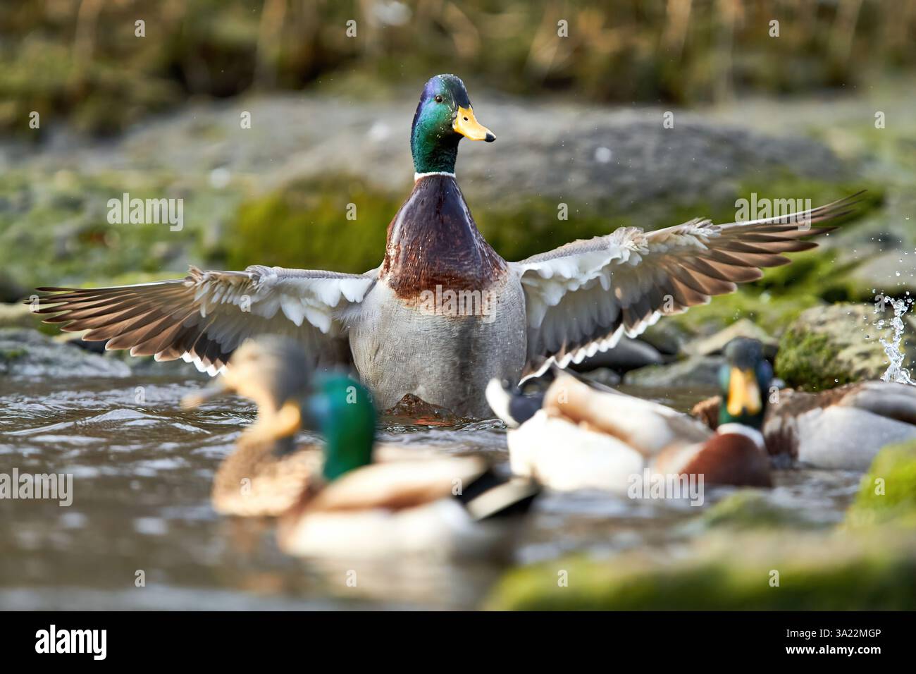 canard colvert battant des ailes dans l'eau Banque D'Images
