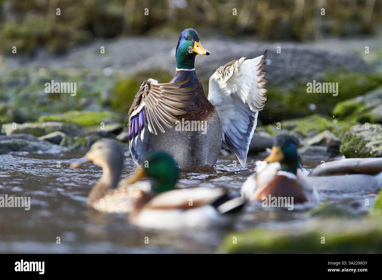 canard colvert battant des ailes dans l'eau Banque D'Images