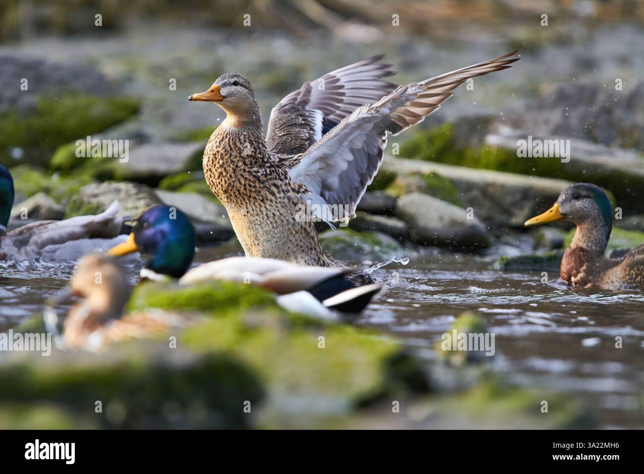 canard colvert battant des ailes dans l'eau Banque D'Images