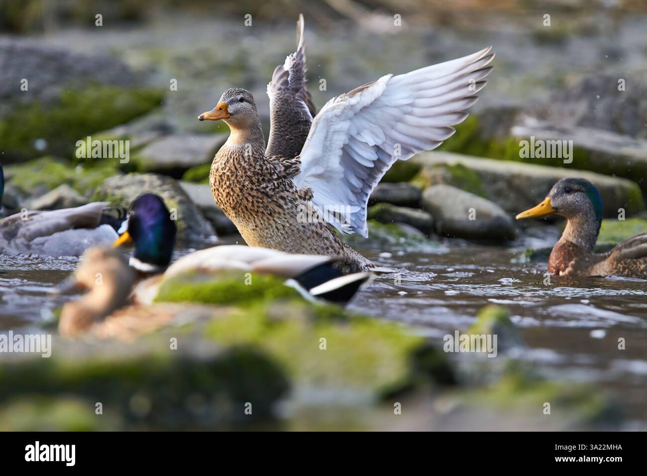 canard colvert battant des ailes dans l'eau Banque D'Images