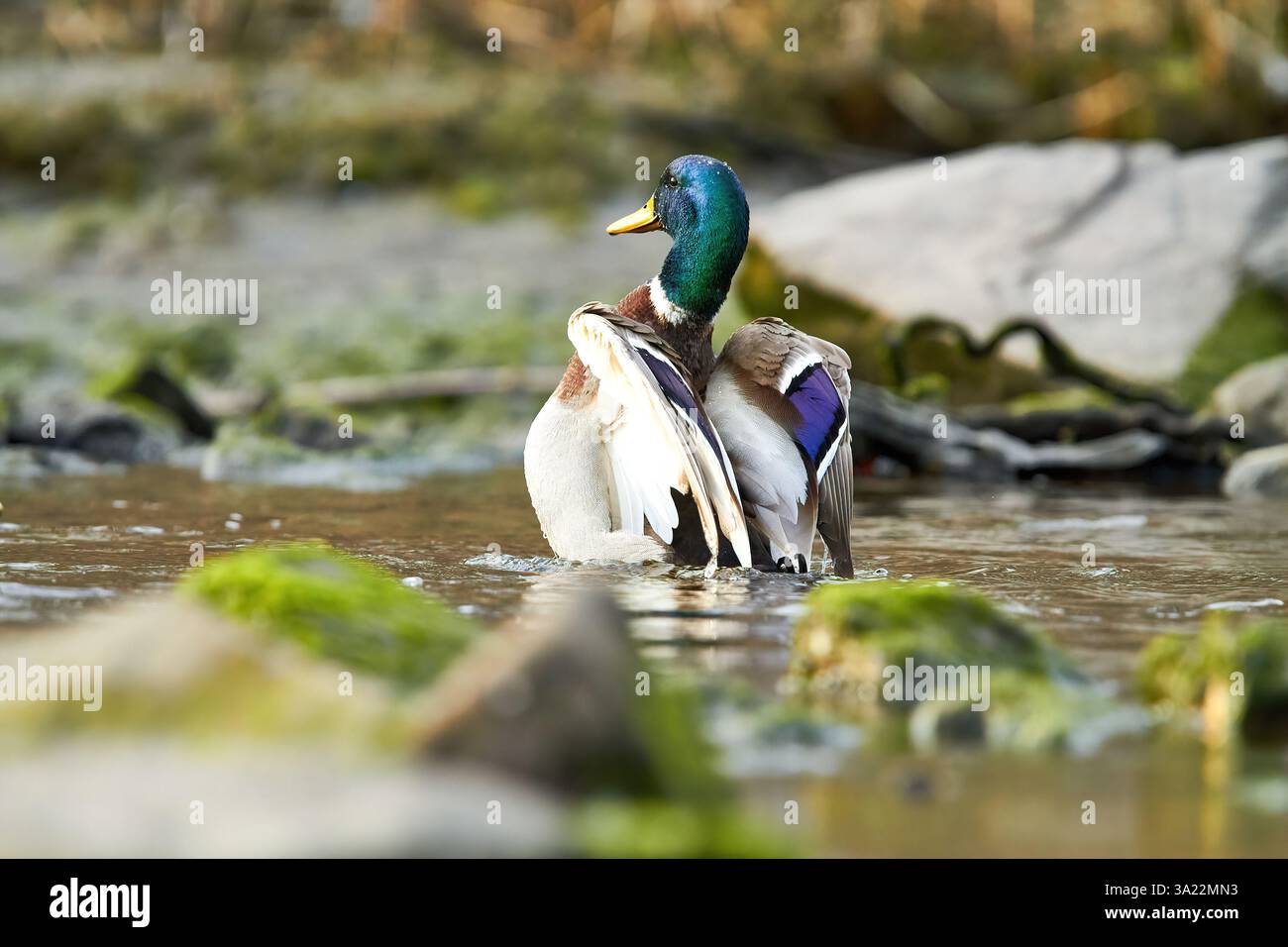 canard colvert battant des ailes dans l'eau Banque D'Images