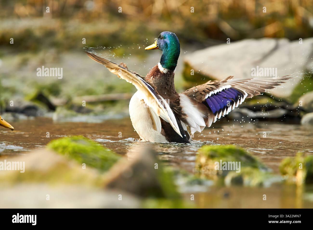 canard colvert battant des ailes dans l'eau Banque D'Images