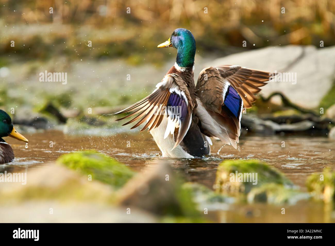 canard colvert battant des ailes dans l'eau Banque D'Images