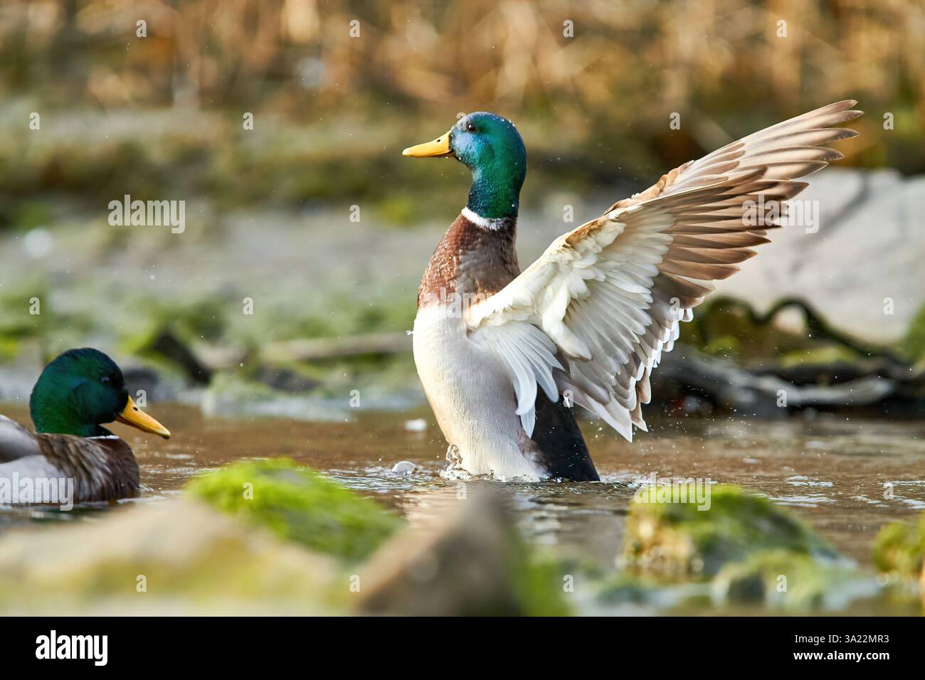 canard colvert battant des ailes dans l'eau Banque D'Images