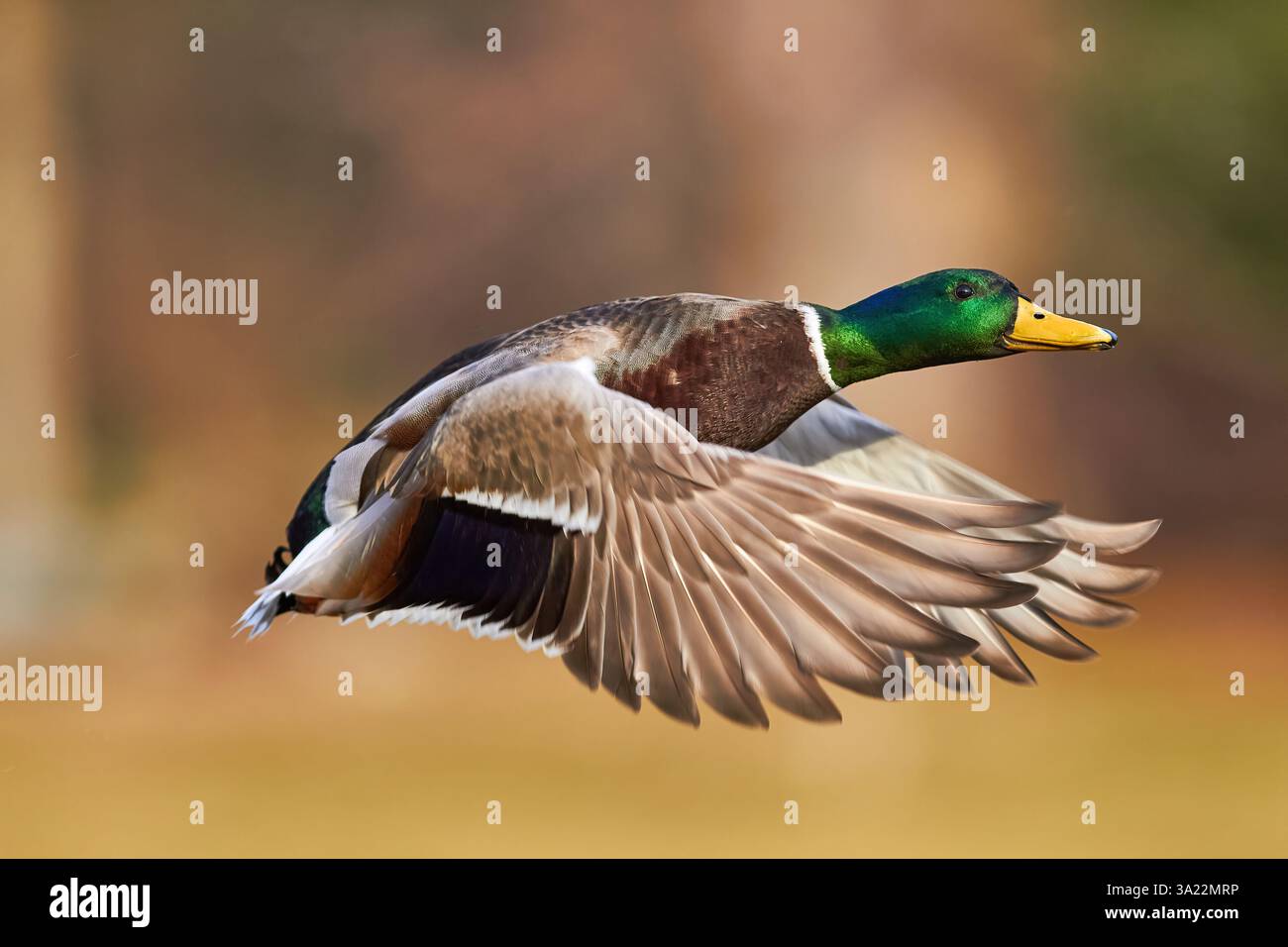 Canard colvert volant dans les airs Banque D'Images