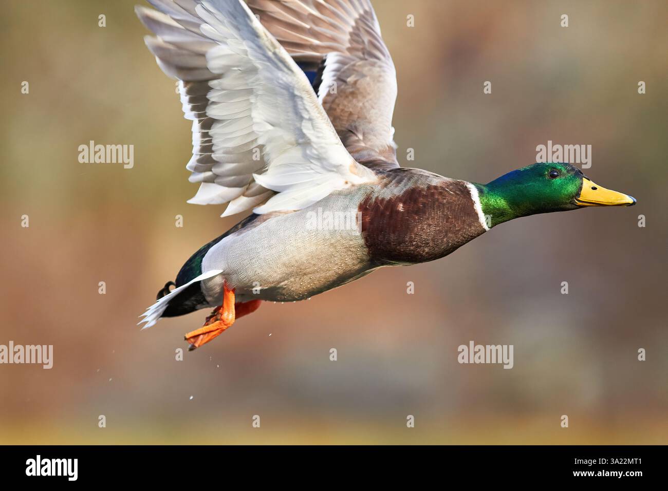 Canard colvert volant dans les airs Banque D'Images