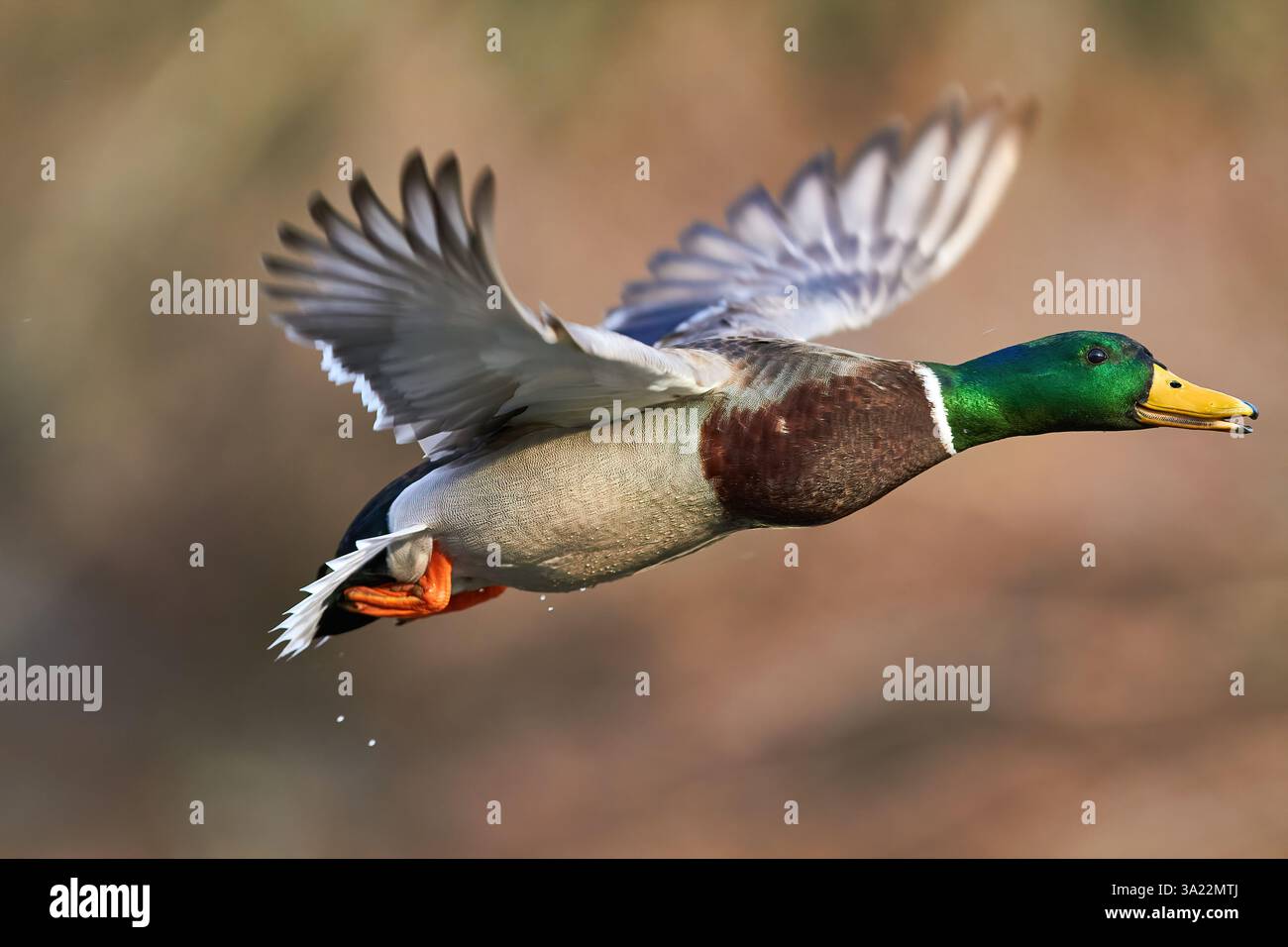 Canard colvert volant dans les airs Banque D'Images