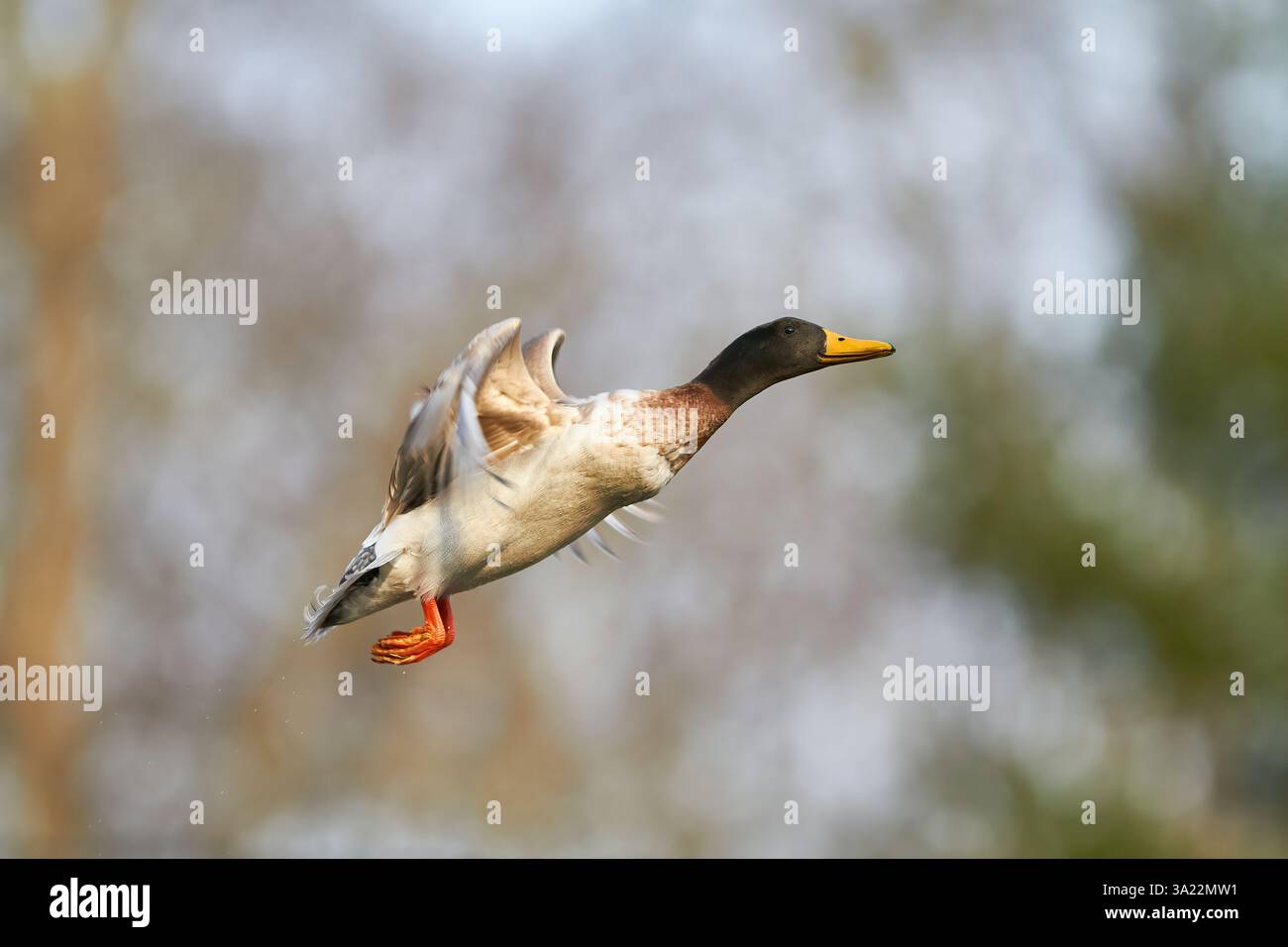 Canard colvert volant dans les airs Banque D'Images