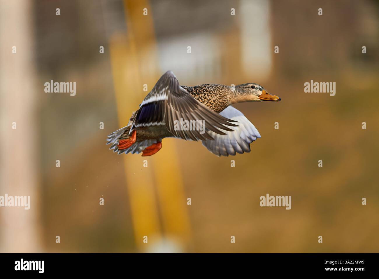 Canard colvert volant dans les airs Banque D'Images