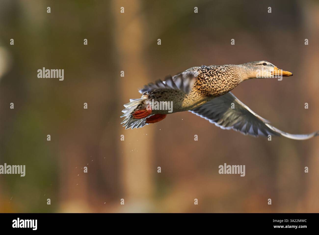 Canard colvert volant dans les airs Banque D'Images