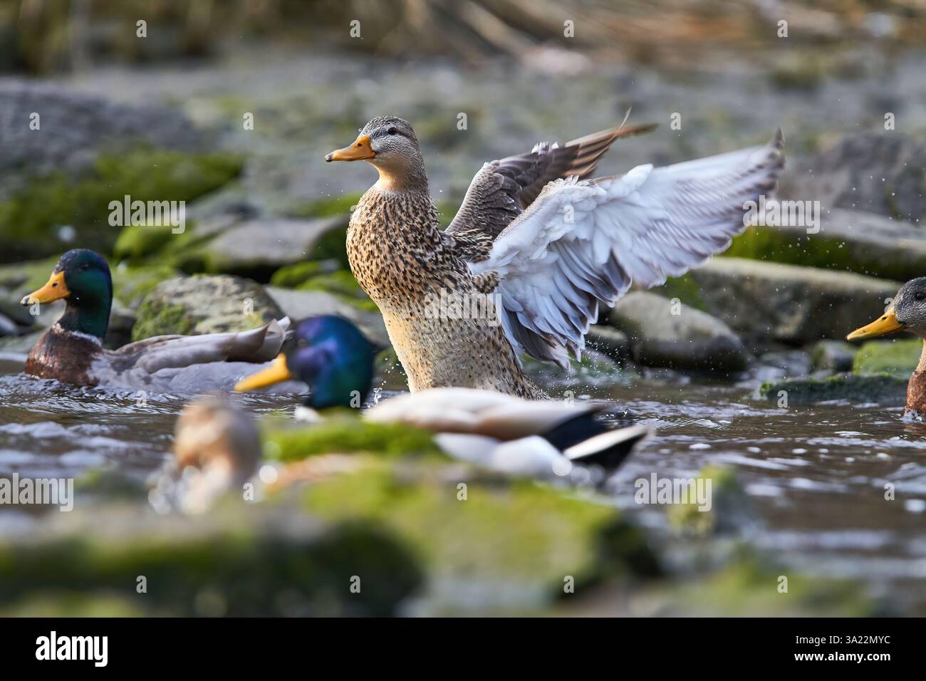 canard colvert battant des ailes dans l'eau Banque D'Images