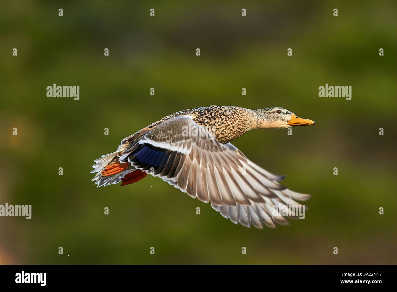 Canard colvert volant dans les airs Banque D'Images