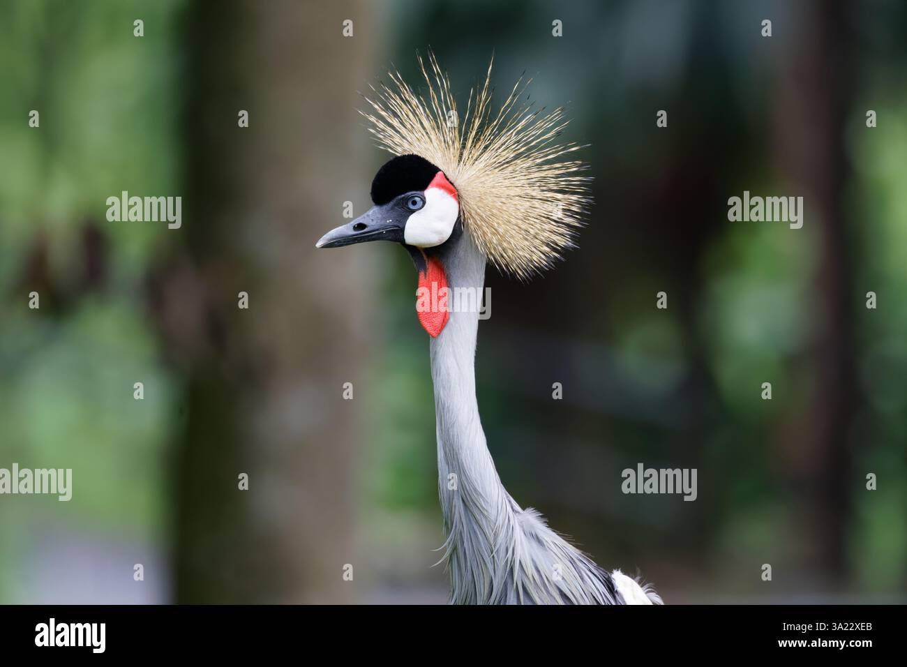 Grue couronnée (Balearica africains regulorum) Banque D'Images