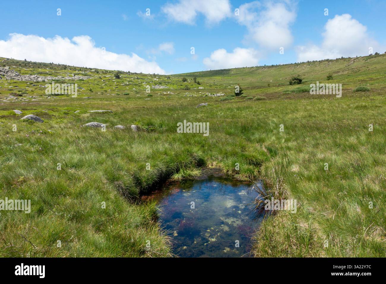 Les sources du Tarn dans le Parc National des Cévennes, près de la ville de Pont de Montvert - Sud Mont Lozère (sud de la France). Banque D'Images