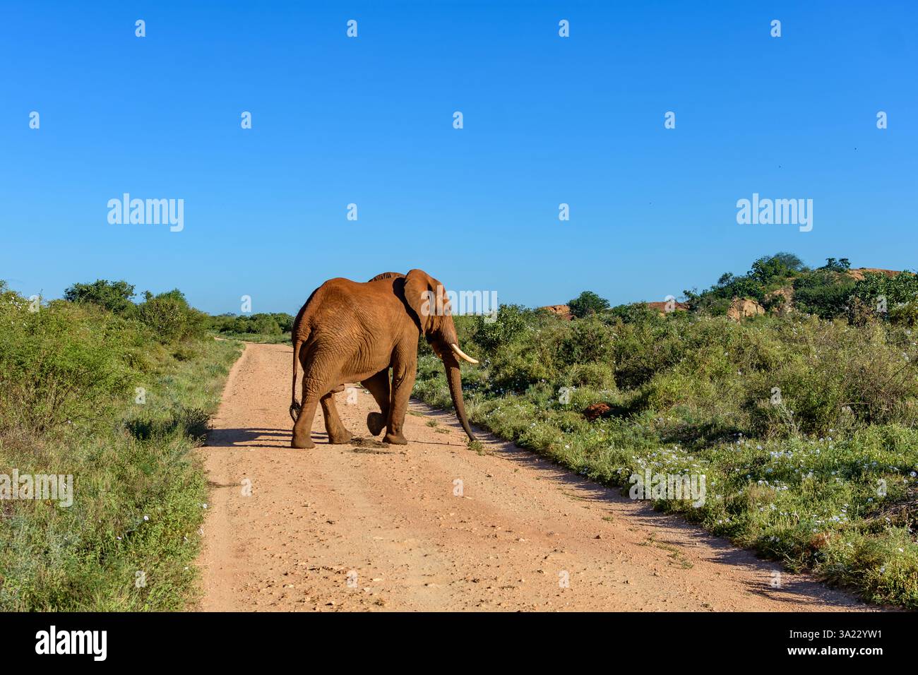Un gros éléphant traverse la route Banque D'Images