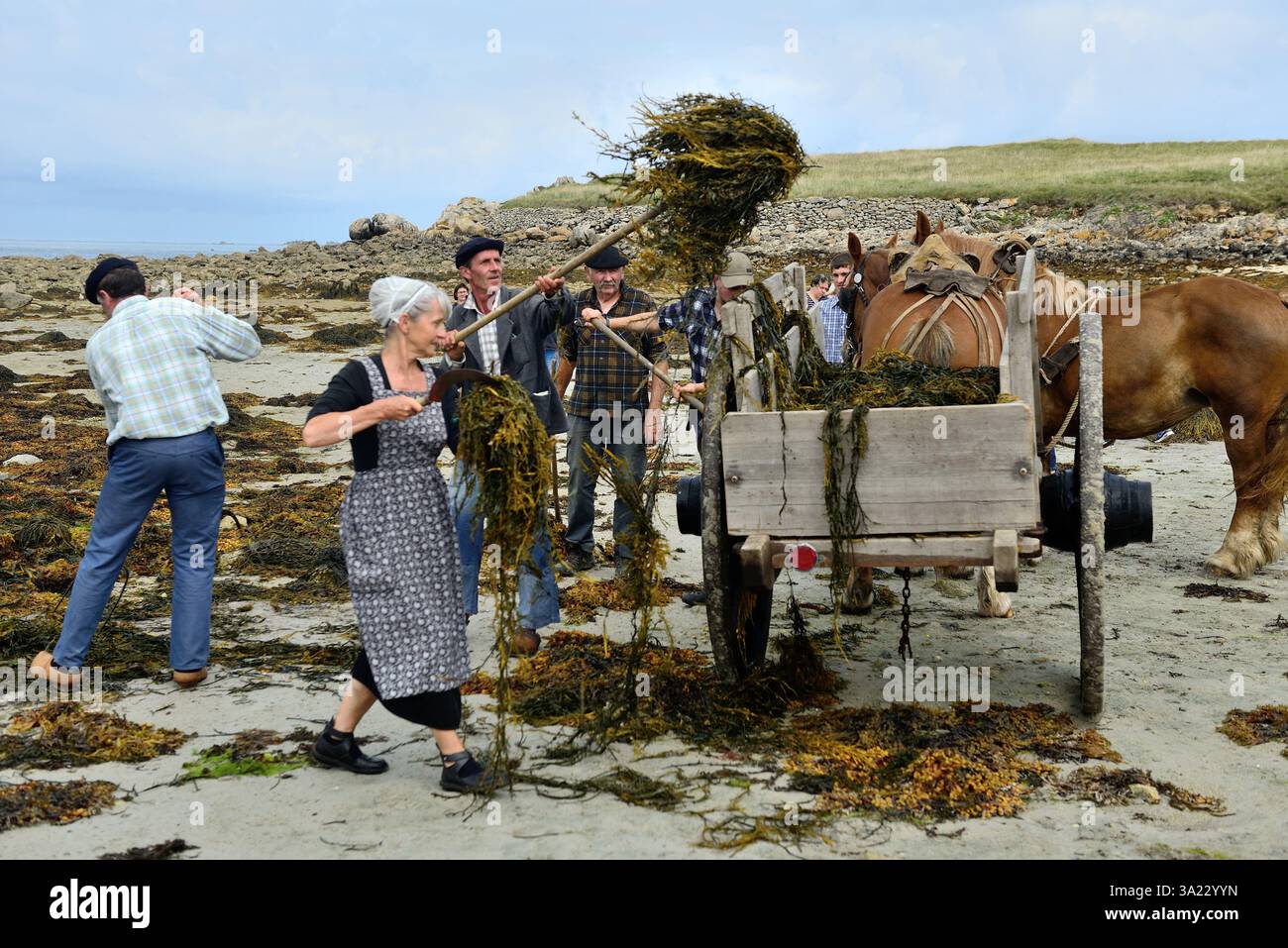Plouguerneau (Bretagne, nord-ouest de la France) : 41ème édition de la 'Fête des goémoniers' célébrant les pêcheurs spécialisés dans la récolte des algues, à Banque D'Images