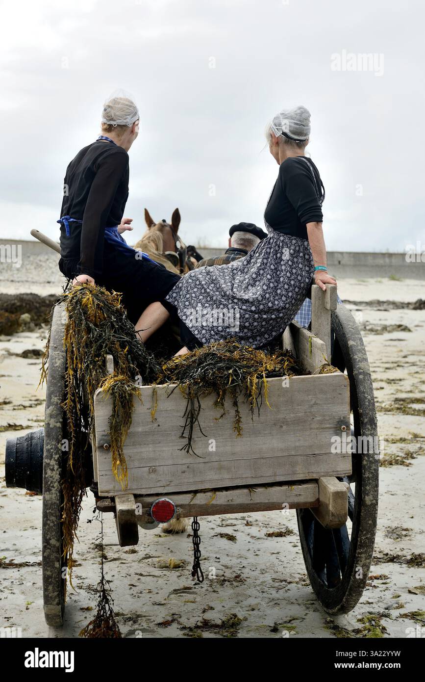 Plouguerneau (Bretagne, nord-ouest de la France) : 41ème édition de la 'Fête des goémoniers' célébrant les pêcheurs spécialisés dans la récolte des algues, à Banque D'Images